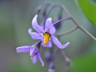 Паслен Сладко-Горький Solanum - Бесплатное фото на Pixabay - Pixabay