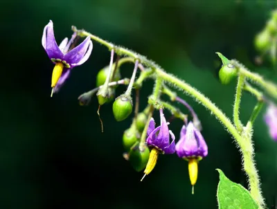 Паслён сладко-горький (Solanum dulcamara) - PictureThis