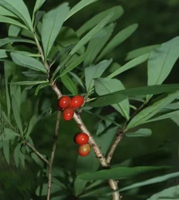 Паслён сладко-горький – Solanum dulcamara L. (2) — Мегаэнциклопедия Кирилла  и Мефодия — медиаобъект