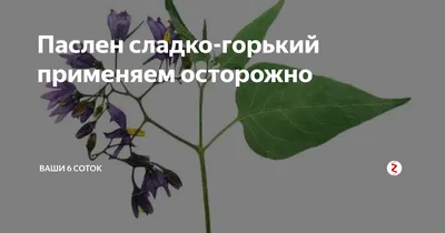 лекарственные растения Паслён сладко-горький, Solanum dulcamara L. фото,  выращивание