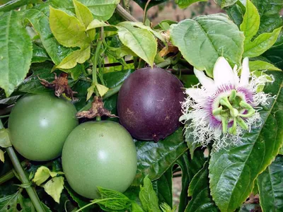 Пассифлора съедобная Passiflora edulis - купить семена овощей с доставкой  по Украине в магазине Добродар