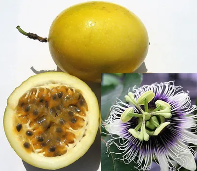 Каталог Пассифлора Голубая \"Passiflora Caerulea\" 3 шт от магазина ThFlora