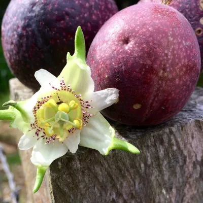 Фруктовый плод или Passiflora Foetida органический с фрагментированной  текстурой в вертикальной форме узоров, изолированных на бе Стоковое  Изображение - изображение насчитывающей кисловочное, естественно: 161839899