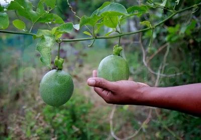 Пассифлора (Passiflora) - Страница 37 - myflora.org.ua