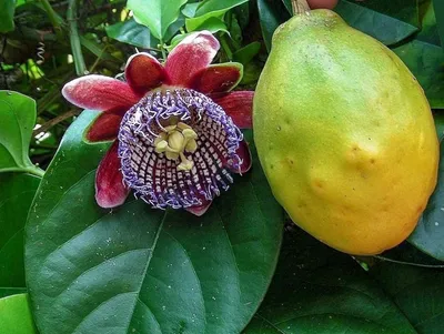 Зеленые незрелые маракуйи висят на дереве, passiflora edulis, плоды  альпиниста | Премиум Фото