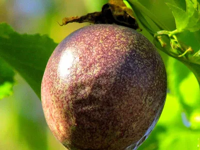 Маракуйя северная \"Maypops\" (passiflora incarnata) ᐉ купить с доставкой  почтой по Украине в питомнике Биосад