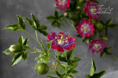 Формула страстоцвета • Надежда Бортникова • Научная картинка дня на  «Элементах» • Ботаника