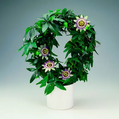 Пассифлора – экзотический цветок способный Вас удивить! Пассифлора, или  страстоцвет – это вечнозеленая лиана с невиданной красоты цветами, увидев  которую лишь …