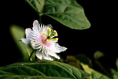 Почему растение называется пассифлора, а его плоды — маракуйя? | Цветочные  истории | Дзен