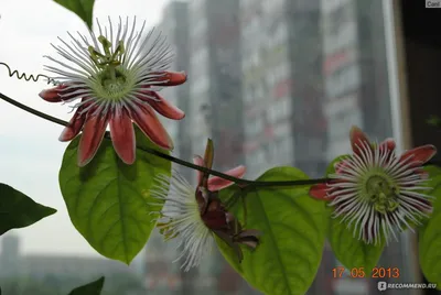 Наблюдение: Passiflora caerulea L. (Sebastien Jost 3 авг. 2023 г.) World  flora - Pl@ntNet identify