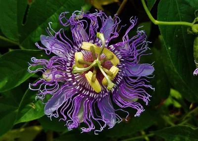 Пассифлора съедобная - Botanic Craft | Цветы и растения в Хабаровске