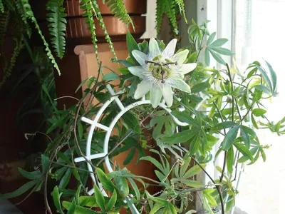 Наблюдение: Passiflora cincinnata Mast. (Almada James 11 дек. 2020 г.)  World flora - Pl@ntNet identify