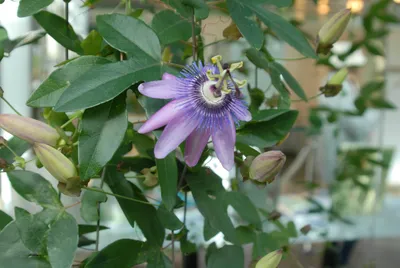 Passiflora violacea 'Victoria', Пасифлора виолацеа 'Виктория'