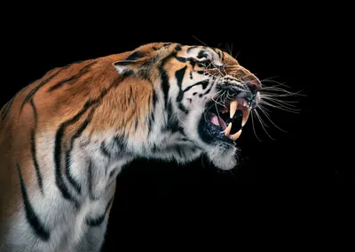 Тигр, оскал тигра, гуляет в …» — создано в Шедевруме