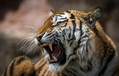 Свирепый тигр арт - 70 фото