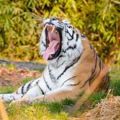 Тигр с открытым ртом - картинки и фото koshka.top