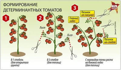 Как пасынковать помидоры: пошаговая инструкция, видео | ivd.ru