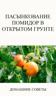 Как правильно пасынковать томаты в открытом грунте? 6 самых популярных  способов формировки томатов. | Огородная азбука Ольги Черновой. | Дзен