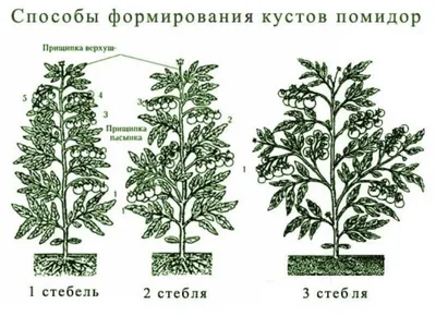 ЛУЧШИЕ СОРТА ТОМАТОВ ДЛЯ ОТКРЫТОГО ГРУНТА И ТЕПЛИЦЫ