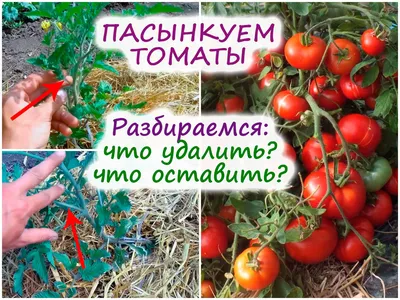 Как правильно пасынковать томаты в открытом грунте? 6 самых популярных  способов формировки томатов. | Огородная азбука Ольги Черновой. | Дзен