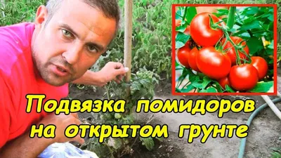 Как пасынковать помидоры в открытом грунте и теплице