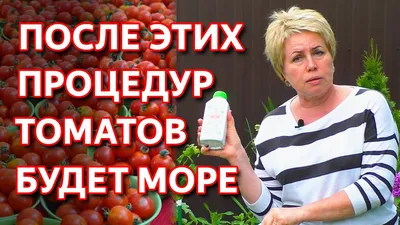 Удалять или не удалять пасынки у помидоров – вот вопрос, волнующий  огородников