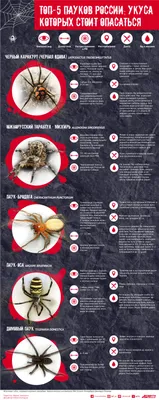 Топ-5 пауков России, укуса которых стоит опасаться. Инфографика | Природа |  Общество | Аргументы и Факты