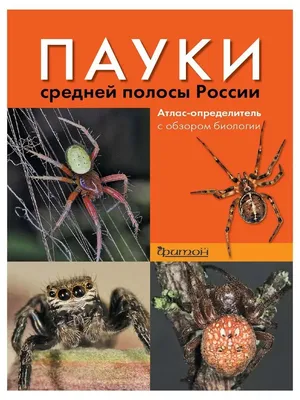 Ядовитые пауки-осы заполонили Подмосковье: насколько они опасны —  25.08.2023 — Статьи на РЕН ТВ