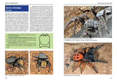 Самые ядовитые пауки России | Мир животных | Дзен