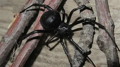 Огромные жирные пауки массово атакуют жилища воронежцев