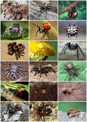 Жители Башкирии обнаружили редкого для региона паука - его численность  резко увеличилась