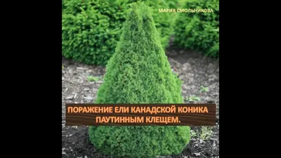 Саженцы Туя западная Дарк Эмберс Лесдасма Купить с доставкой в питомнике