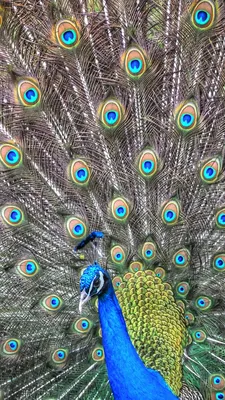 Райская птица павлин - символ вдохновения | Альбом впечатлений (от Милы К.)  | Дзен
