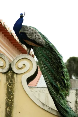 павлин мужчины птиц стоковое фото. изображение насчитывающей шикарно -  11970868