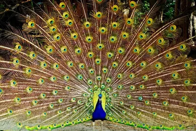 Павлин - национальная птица Индии с богатой символикой | Загадки Индии |  Дзен