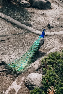 Декоративная птица на клипсе Павлин 17см, цвет - зеленый - купить в  интернет-магазине.