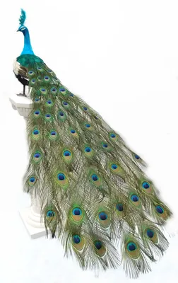 Картина на холсте \"Павлин, птица, животное\" 120x90 см. с алюминиевым  подвесом, в тубусе - купить по низкой цене в интернет-магазине OZON  (554021348)
