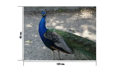 Декоративная птица Павлин на клипсе 27 см (6 шт) (ID#1281331200), цена:  1620 ₴, купить на Prom.ua