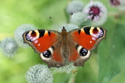 Фотокаталог членистоногих: Дневной павлиний глаз (Aglais io)