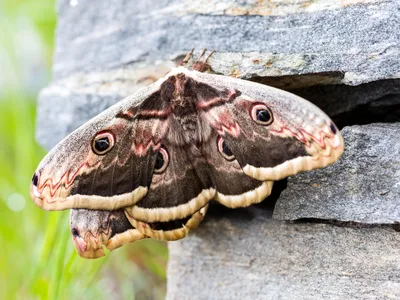 Бабочка Павлиний глаз сидящая на …» — создано в Шедевруме