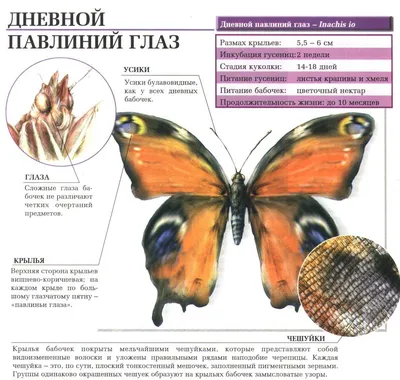 Набор для вышивания крестом PANNA Бабочка Павлиний глаз