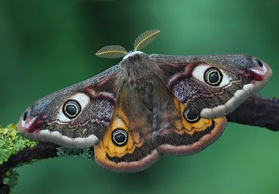 Vecteur Stock Векторный рисунок яркая красная бабочка павлиний глаз | Adobe  Stock