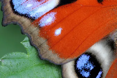 Бабочка павлиний глаз, сидит на …» — создано в Шедевруме
