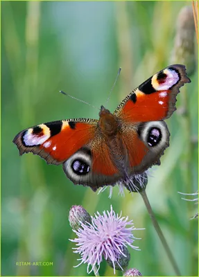 Бабочка Павлиний глаз | Пикабу