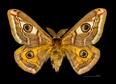 Картина \"Бабочка Павлиний глаз\" | Картины, Бабочки, Холст