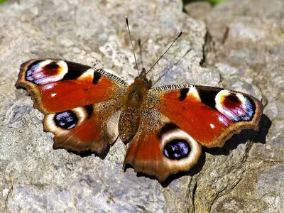 Дневной павлиний глаз. Inachis io LINNAEUS, 1758. Нимфалиды Nymphalidae  [1979 Моуха Й. - Бабочки]