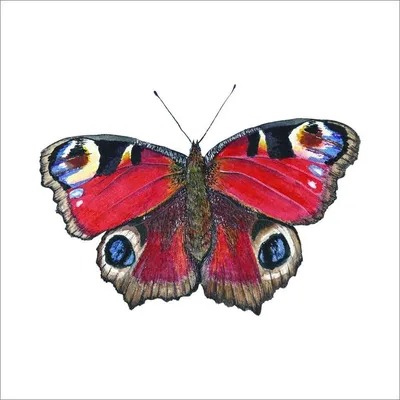 Бабочка -павлиний глаз на цветке …» — создано в Шедевруме