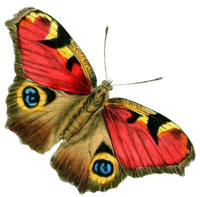 🦋Самая крупная бабочка Крыма Грушевая павлиноглазка, или большой ночной павлиний  глаз - самая крупная бабочка.. | ВКонтакте