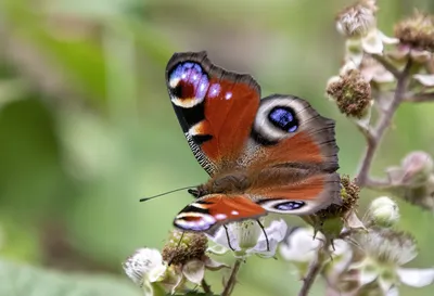Чем питается бабочка павлиний глаз?