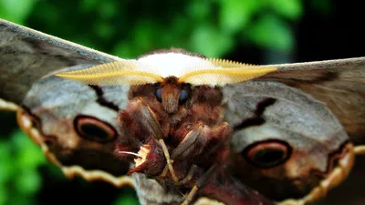 Боевая бабочка / Бабочка павлиний глаз на цветке синей гортензии Правая  нижняя часть крыла отсутствует, вероятно при нападении
